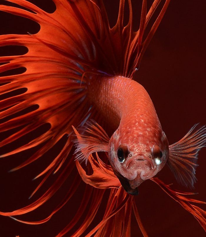 Ce photographe thaïlandais saisit la beauté des poissons d’aquarium comme nul autre (30 images)