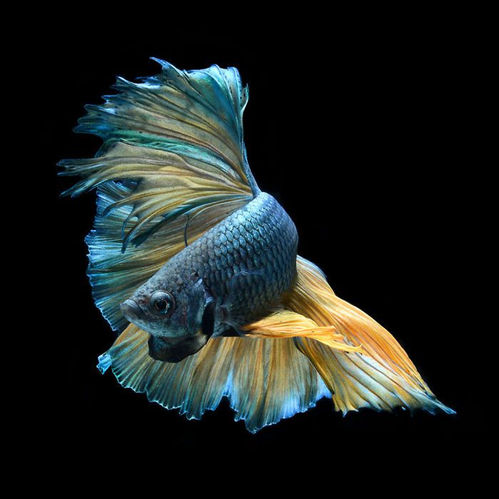 Ce photographe thaïlandais saisit la beauté des poissons d’aquarium comme nul autre (30 images)