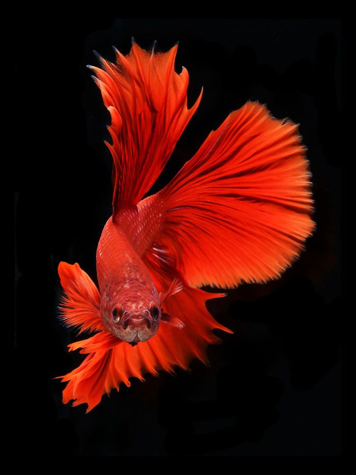Ce photographe thaïlandais saisit la beauté des poissons d’aquarium comme nul autre (30 images)