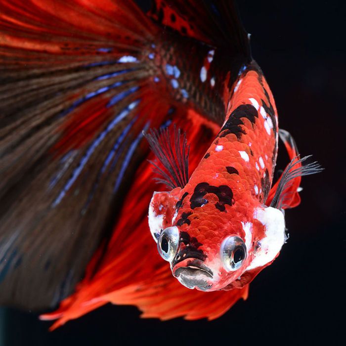Ce photographe thaïlandais saisit la beauté des poissons d’aquarium comme nul autre (30 images)