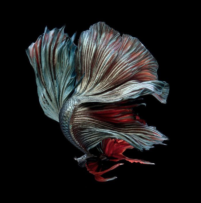 Ce photographe thaïlandais saisit la beauté des poissons d’aquarium comme nul autre (30 images)