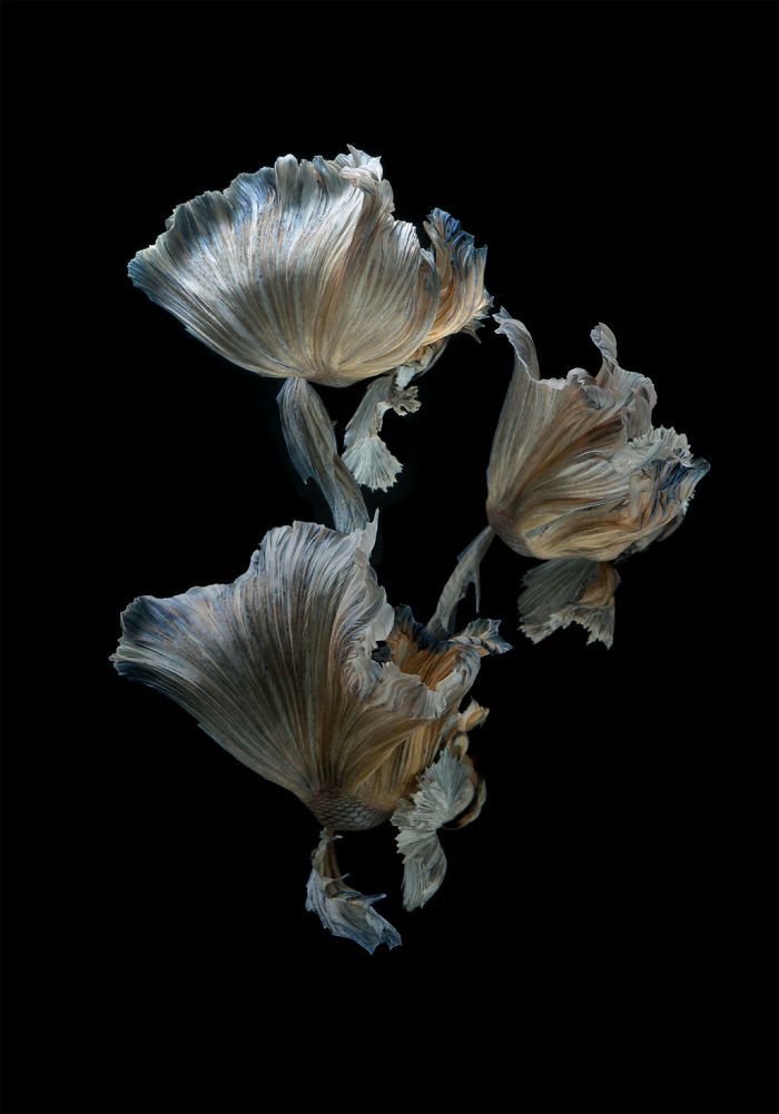 Ce photographe thaïlandais saisit la beauté des poissons d’aquarium comme nul autre (30 images)