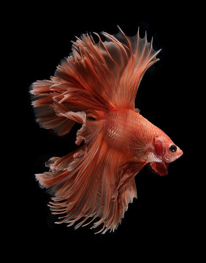 Ce photographe thaïlandais saisit la beauté des poissons d’aquarium comme nul autre (30 images)