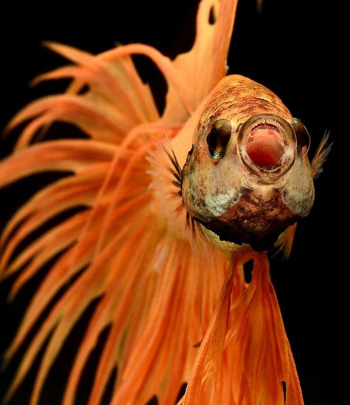 Ce photographe thaïlandais saisit la beauté des poissons d’aquarium comme nul autre (30 images)