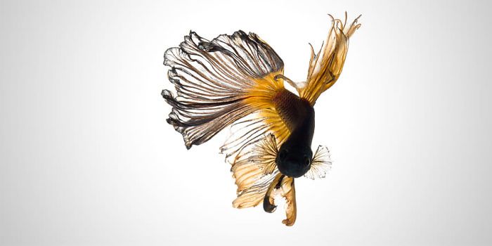 Ce photographe thaïlandais saisit la beauté des poissons d’aquarium comme nul autre (30 images)