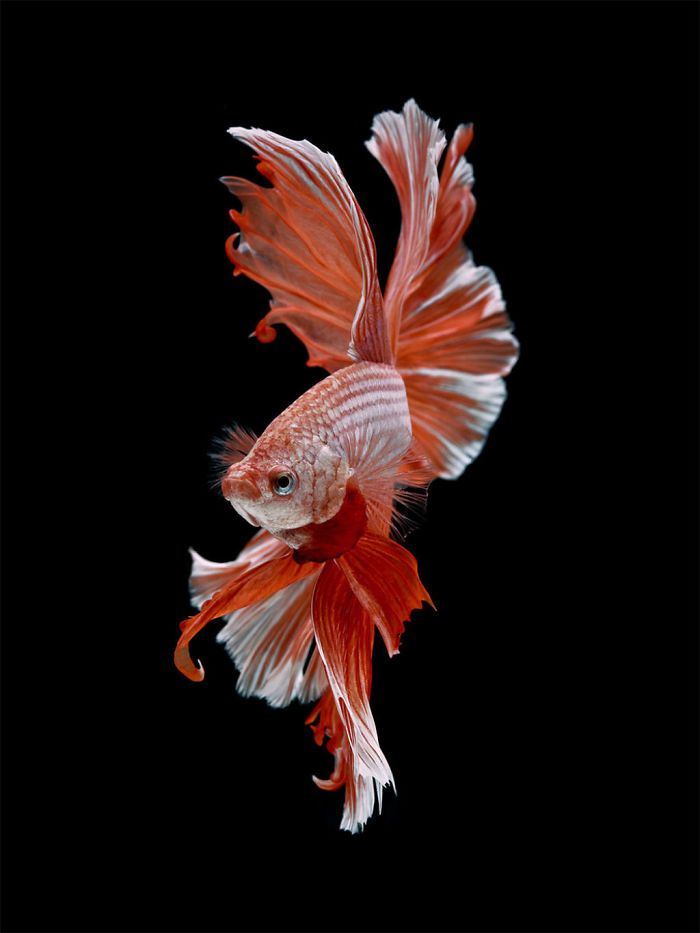 Ce photographe thaïlandais saisit la beauté des poissons d’aquarium comme nul autre (30 images)