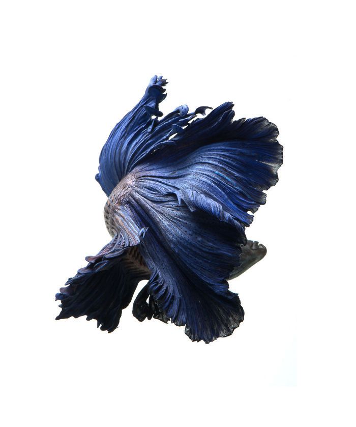 Ce photographe thaïlandais saisit la beauté des poissons d’aquarium comme nul autre (30 images)
