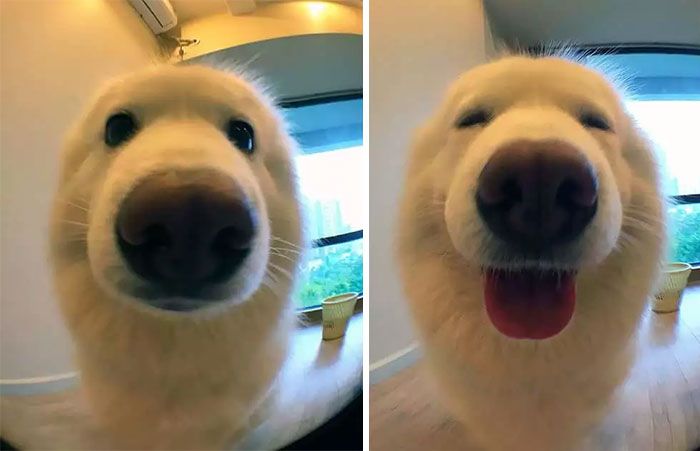 Des gens publient des photos de leurs animaux avant et après les avoir traités de bons garçons (30 photos)