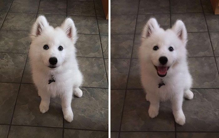 Des gens publient des photos de leurs animaux avant et après les avoir traités de bons garçons (30 photos)