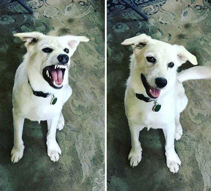 Des gens publient des photos de leurs animaux avant et après les avoir traités de bons garçons (30 photos)