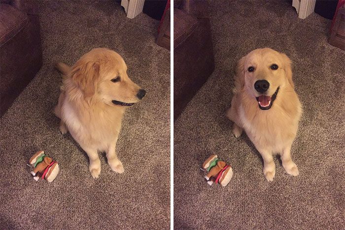 Des gens publient des photos de leurs animaux avant et après les avoir traités de bons garçons (30 photos)