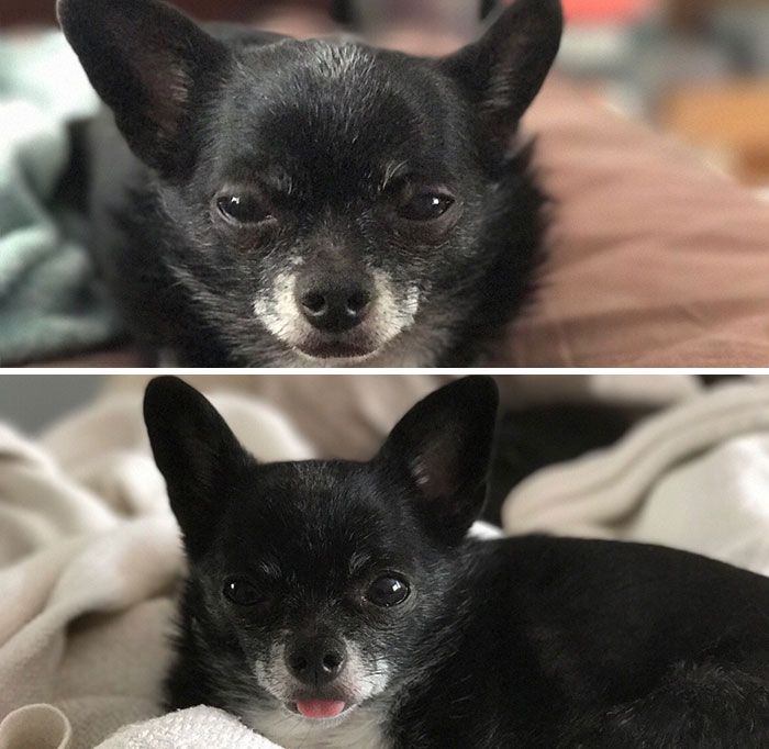 Des gens publient des photos de leurs animaux avant et après les avoir traités de bons garçons (30 photos)