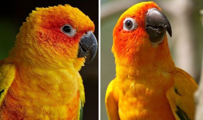 Des gens publient des photos de leurs animaux avant et après les avoir traités de bons garçons (30 photos)