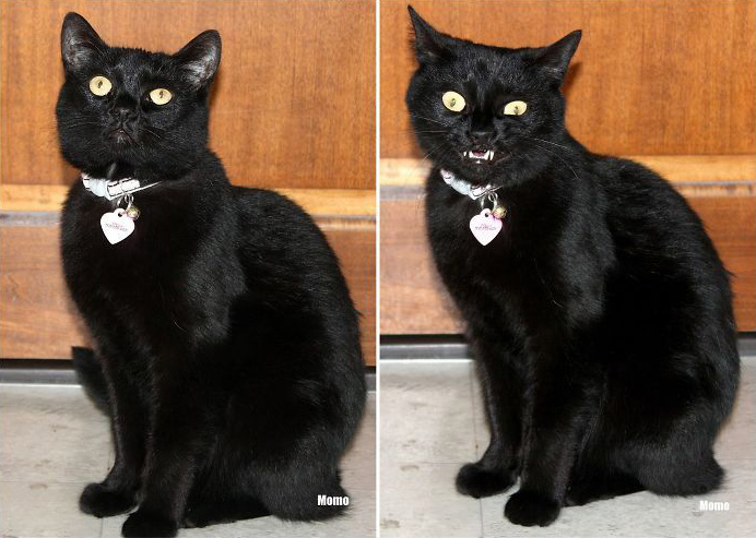 Des gens publient des photos de leurs animaux avant et après les avoir traités de bons garçons (30 photos)