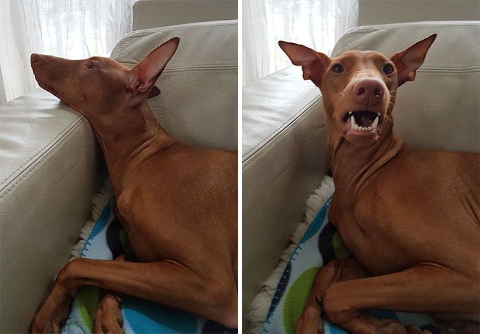 Des gens publient des photos de leurs animaux avant et après les avoir traités de bons garçons (30 photos)