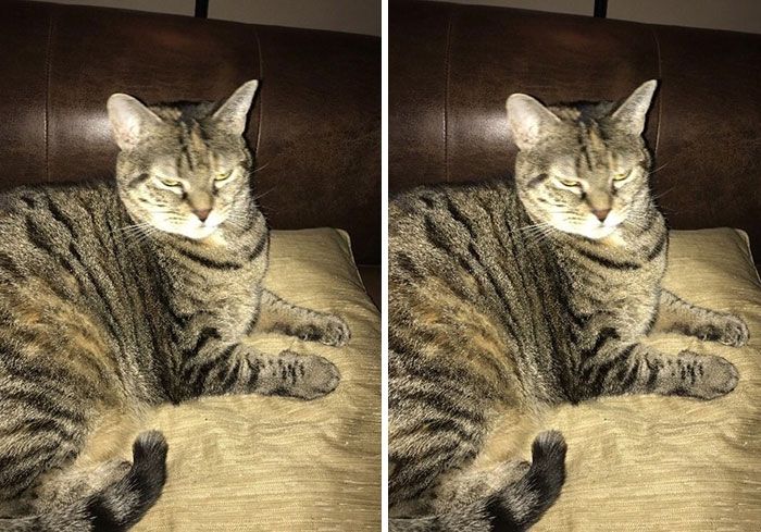 Des gens publient des photos de leurs animaux avant et après les avoir traités de bons garçons (30 photos)