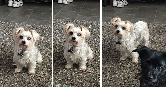 Des gens publient des photos de leurs animaux avant et après les avoir traités de bons garçons (30 photos)