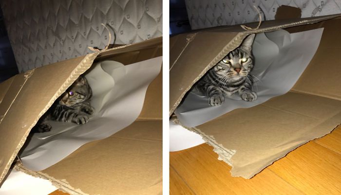 Des gens publient des photos de leurs animaux avant et après les avoir traités de bons garçons (30 photos)