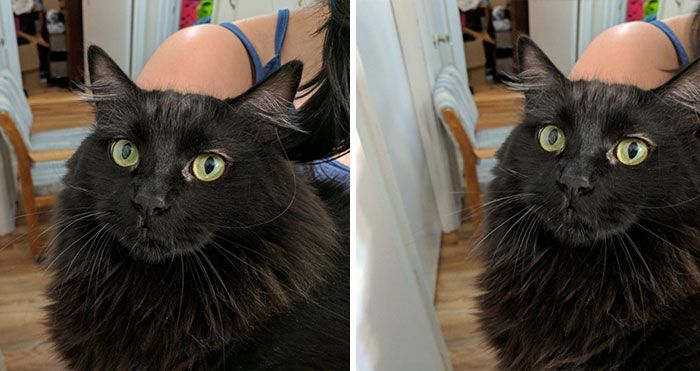 Des gens publient des photos de leurs animaux avant et après les avoir traités de bons garçons (30 photos)