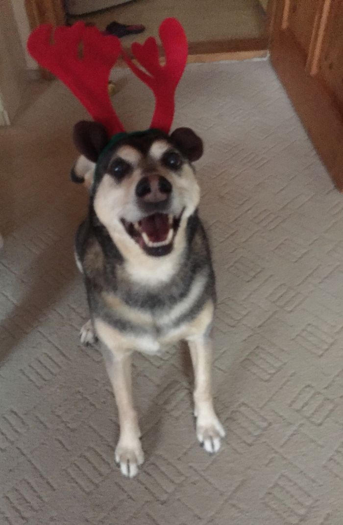 Des gens publient des photos de leurs animaux avant et après les avoir traités de bons garçons (30 photos)