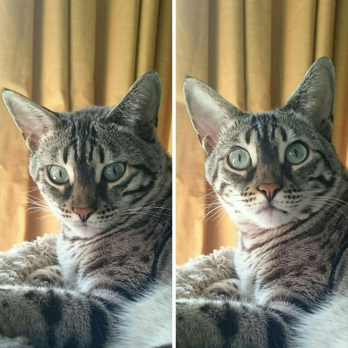 Des gens publient des photos de leurs animaux avant et après les avoir traités de bons garçons (30 photos)