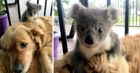 Ce Golden Retriever A Surpris Sa Proprietaire Avec Un Bebe Koala Qu Il Venait Juste De Sauver D Une Mort Certaine Ipnoze Ce Golden Retriever A Surpris Sa Proprietaire Avec Un Bebe Koala Qu Il Venait Juste De Sauver D Une Mort Certaine Ipnoze