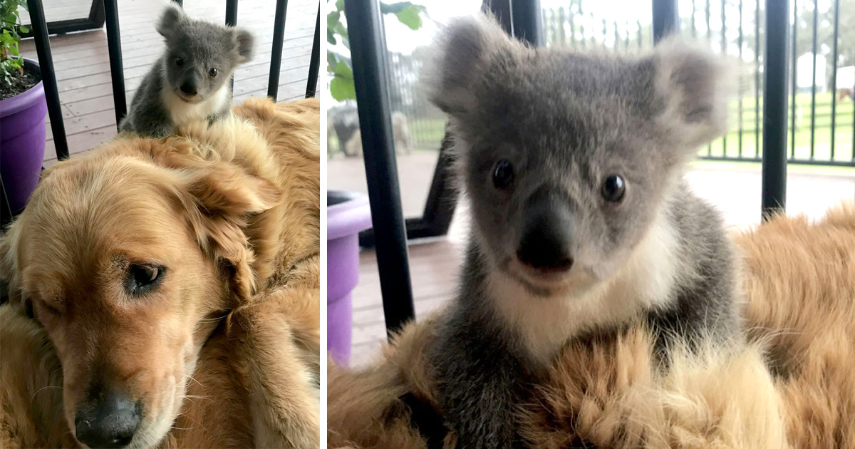 Ce Golden Retriever A Surpris Sa Proprietaire Avec Un Bebe Koala Qu Il Venait Juste De Sauver D Une Mort Certaine Ipnoze Ce Golden Retriever A Surpris Sa Proprietaire Avec Un Bebe Koala Qu Il Venait Juste De Sauver D Une Mort Certaine Ipnoze