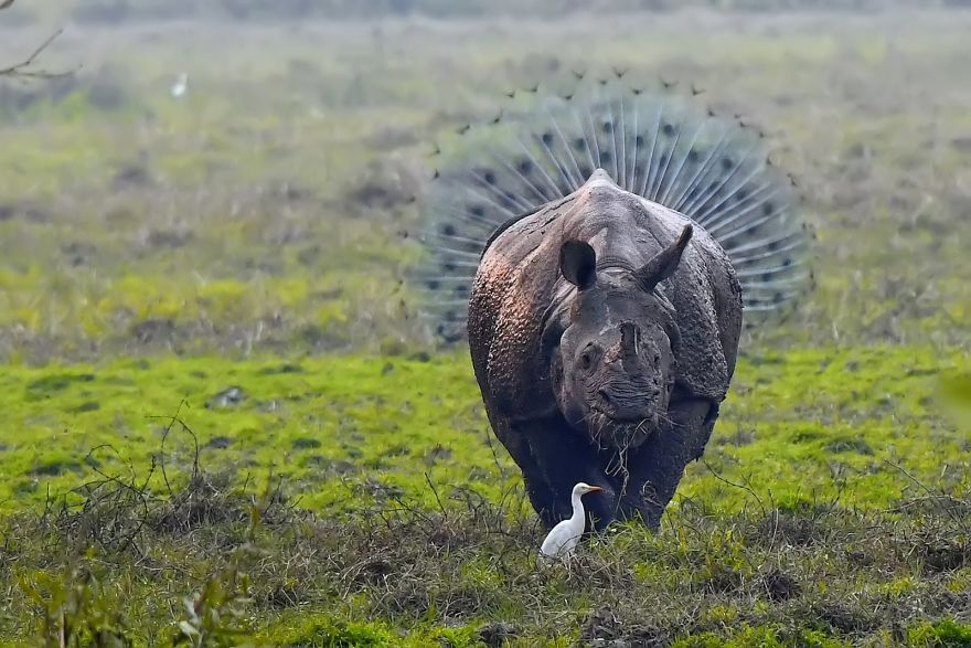 Les 41 photos d’animaux sauvages les plus drôles de l’année viennent d’être annoncées et elles vont vous faire rire