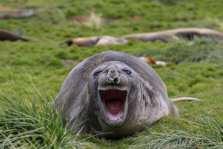 Les 41 photos d’animaux sauvages les plus drôles de l’année viennent d’être annoncées et elles vont vous faire rire