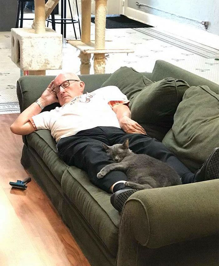 Les internautes sont en amour avec cet homme qui fait du bénévolat et fait la sieste avec des chats dans un refuge tous les jours
