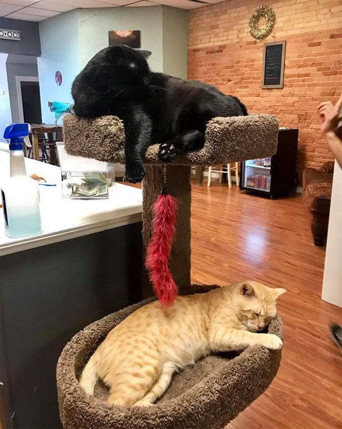 Les internautes sont en amour avec cet homme qui fait du bénévolat et fait la sieste avec des chats dans un refuge tous les jours