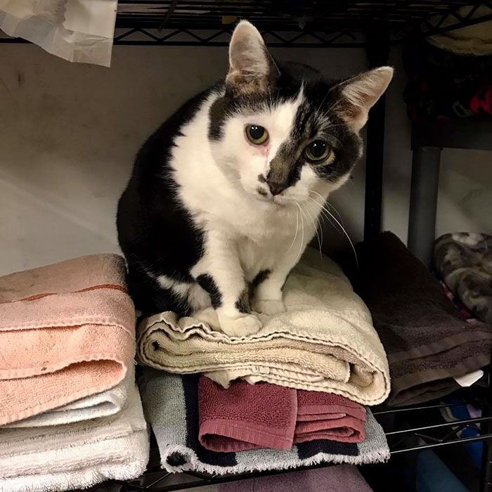 Les internautes sont en amour avec cet homme qui fait du bénévolat et fait la sieste avec des chats dans un refuge tous les jours