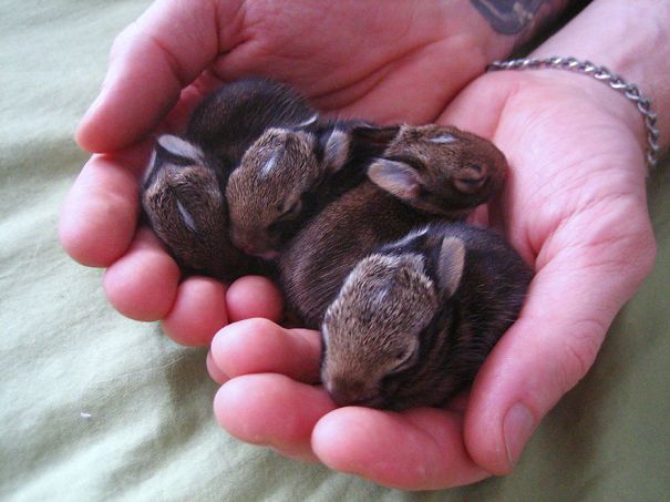 22 Lapins Les Plus Mignons De Tous Les Temps Ipnoze