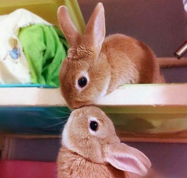 22 Lapins Les Plus Mignons De Tous Les Temps Ipnoze