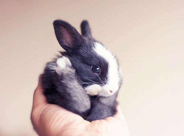 22 Lapins Les Plus Mignons De Tous Les Temps Ipnoze 22 Lapins Les Plus Mignons De Tous Les Temps Ipnoze