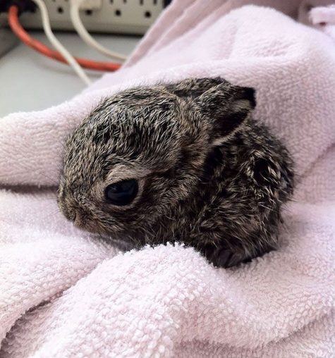 22-lapins-les-plus-mignons-de-tous-les-temps-ipnoze