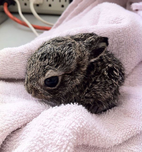 22 Lapins Les Plus Mignons De Tous Les Temps Ipnoze