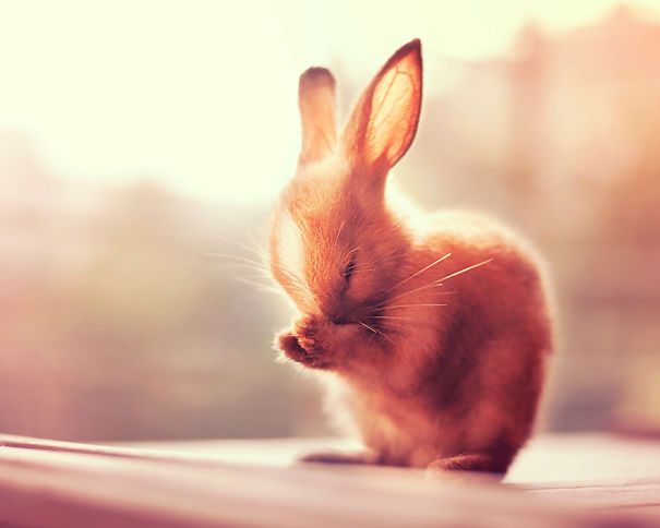 22 Lapins Les Plus Mignons De Tous Les Temps Ipnoze 22 Lapins Les Plus Mignons De Tous Les Temps Ipnoze