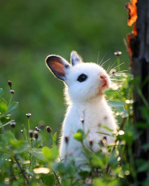 22 Lapins Les Plus Mignons De Tous Les Temps Ipnoze