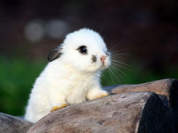 22 Lapins Les Plus Mignons De Tous Les Temps Ipnoze