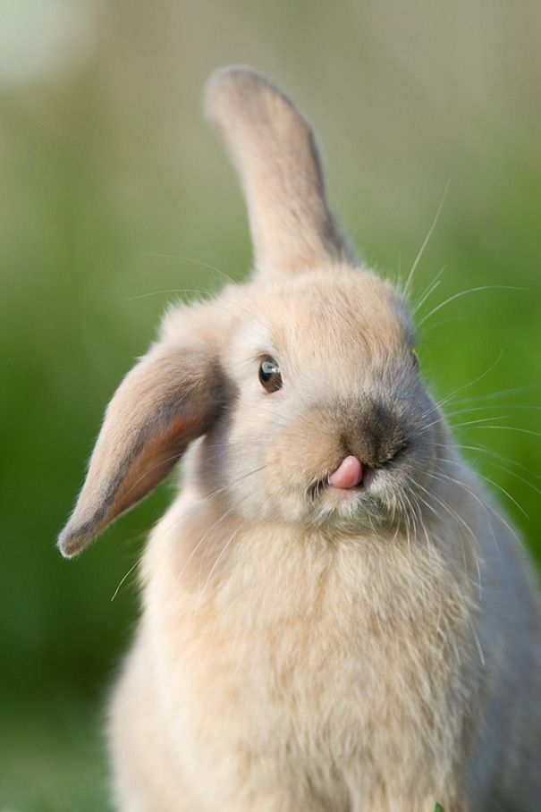 22 Lapins Les Plus Mignons De Tous Les Temps Ipnoze