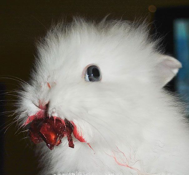 22 Lapins Les Plus Mignons De Tous Les Temps Ipnoze 22 Lapins Les Plus Mignons De Tous Les Temps Ipnoze