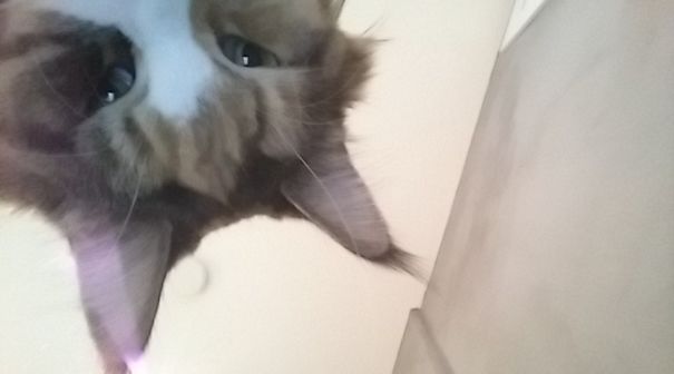 20 fois où des gens ont trouvé des photos inattendues sur leurs téléphones qu’ils n’avaient pas prises