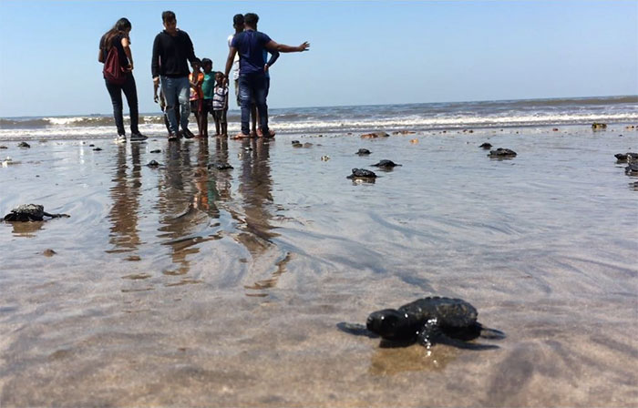 Des tortues sont retournées sur cette plage indienne pour la première fois en 20 ans après le plus grand nettoyage au monde
