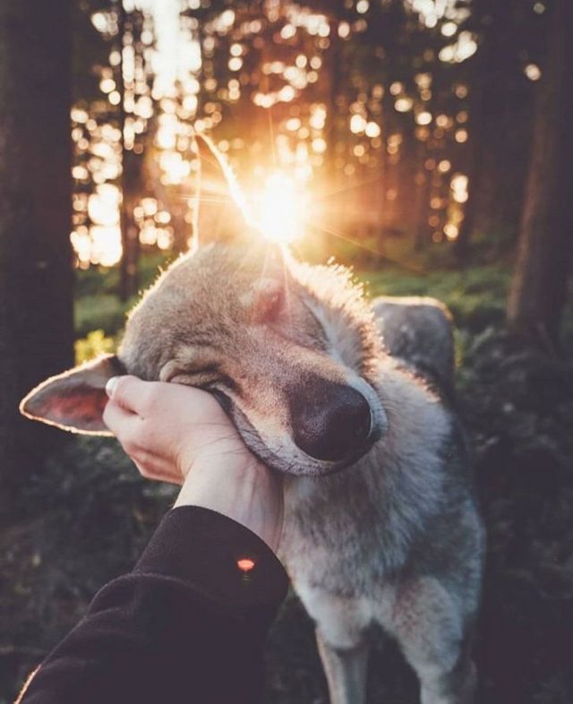 Quel Est L'animal Qui Fait Le Plus L'amour 19 animaux amoureux qui vont faire fondre même les coeurs de glace