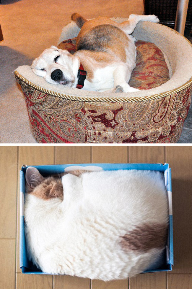 14 photos qui prouvent que les chats et les chiens ne viennent pas du même monde