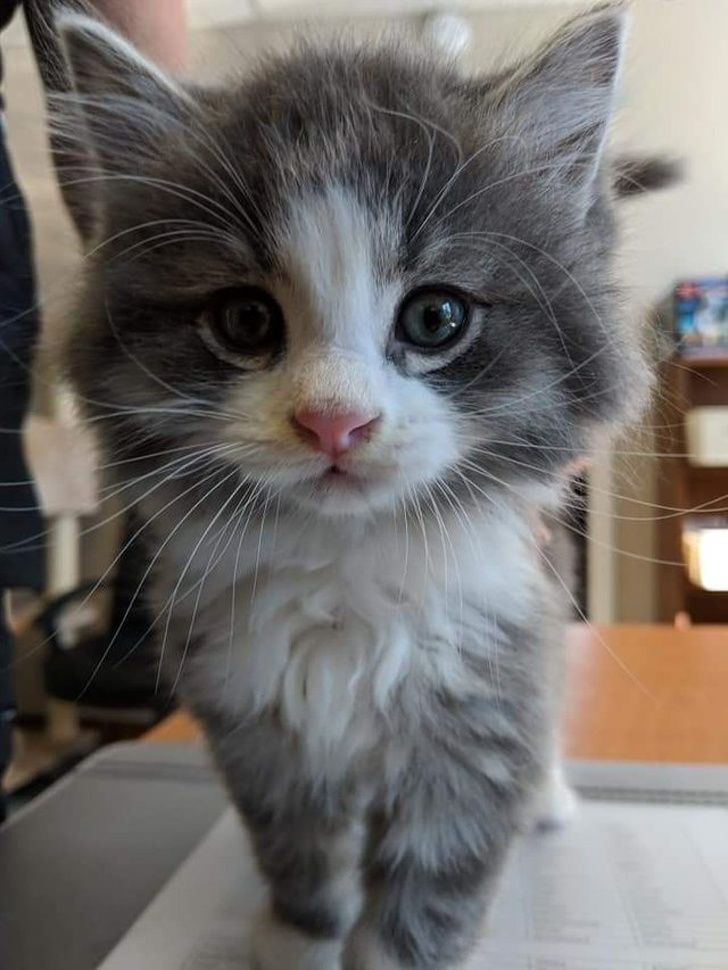 Avoir Images 25 Photos Qui Prouvent Que Les Chats Sont Les Etres Les Plus actualisé par