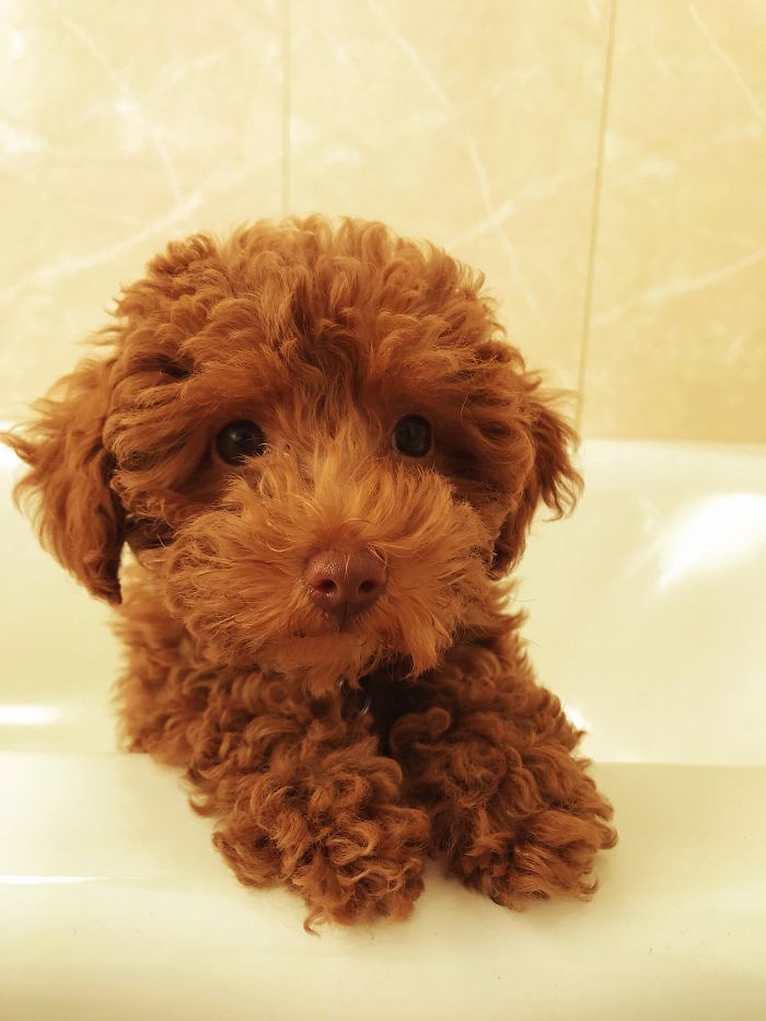 33 Chiots Les Plus Mignons De Tous Les Temps Ipnoze