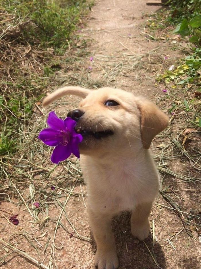 33 Chiots Les Plus Mignons De Tous Les Temps Ipnoze