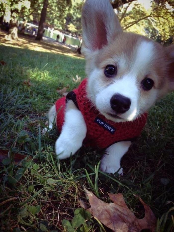 33 chiots les plus mignons de tous les temps ipnoze
